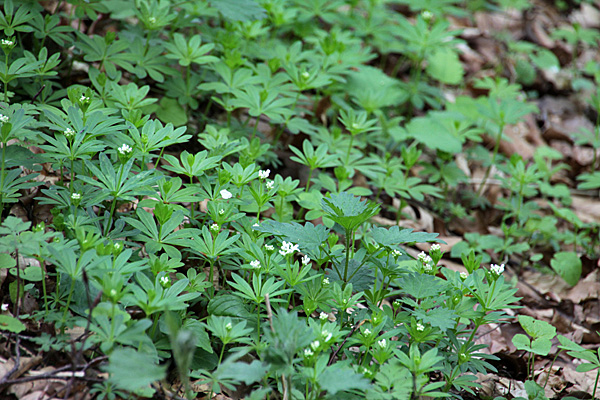 Waldmeister - Foto: © Martina Berg 