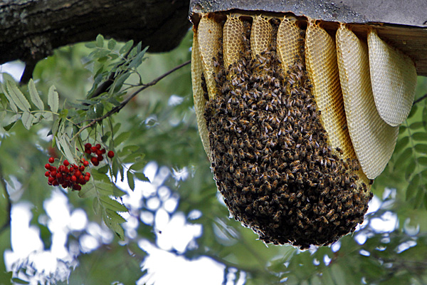 Bienenschwarm - Foto: © Martina Berg