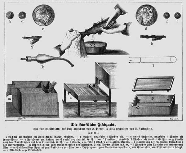 Aus dem Hottinger Volksblatt von 1878