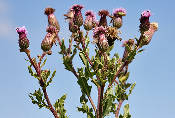 Ackerkratzdistel (Cirsium arvense) - Foto: © Martina Berg 