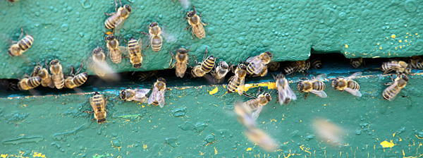 Bienen am Einflugloch - Foto: © Martina Berg 