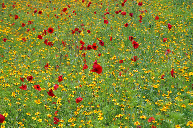 Blumenwiese