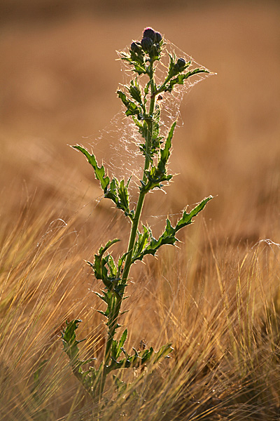 Acker-Kratzdistel in einem Kornfeld - Foto: © Martina Berg 