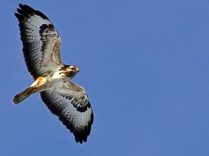 Gewinnchancen Im Online Casino – So Viel Geld Lässt Sich Wirklich Verdienen | Kuriose Tierwelt Gewinnchancen Im Online Casino – So Viel Geld Lässt Sich Wirklich Verdienen | Kuriose Tierwelt