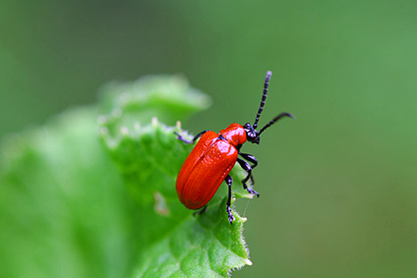 Lilienhähnchen - Foto: © Marko Lücke - Fotolia.com