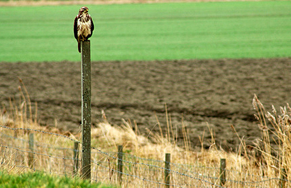 Mäusebussard auf Sitzwarte - © Otmar Smit - Fotolia.com