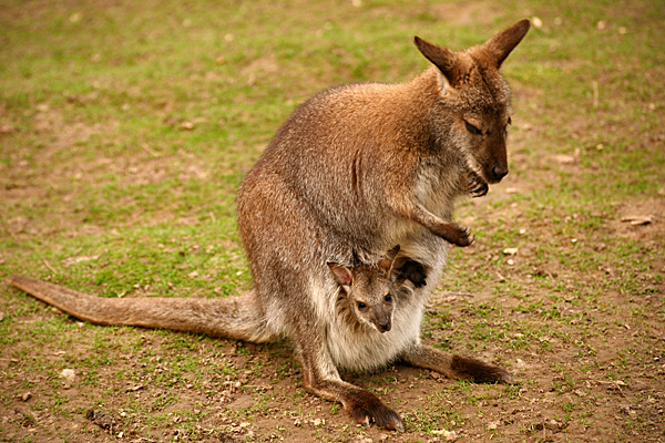 Känguru-Mutter mit Nachwuchs - Foto: © Martina Berg 