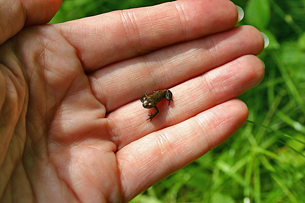 Mini-Erdkröte - Foto: © Martina Berg 