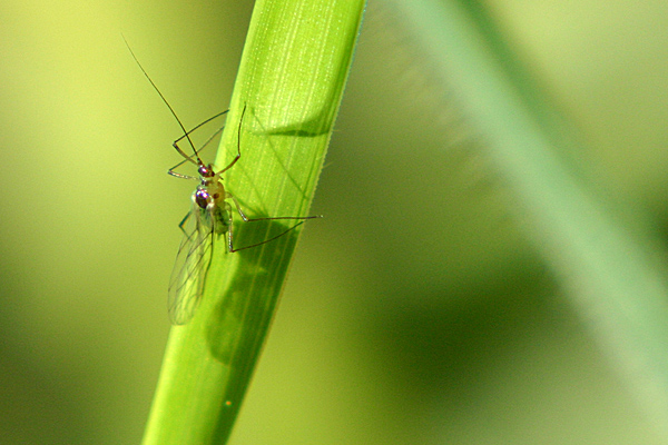 Mücke auf einem Grashalm - Foto: © Martina Berg 