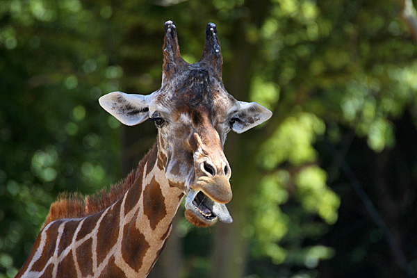 Netzgiraffe - Foto: © Martina Berg 