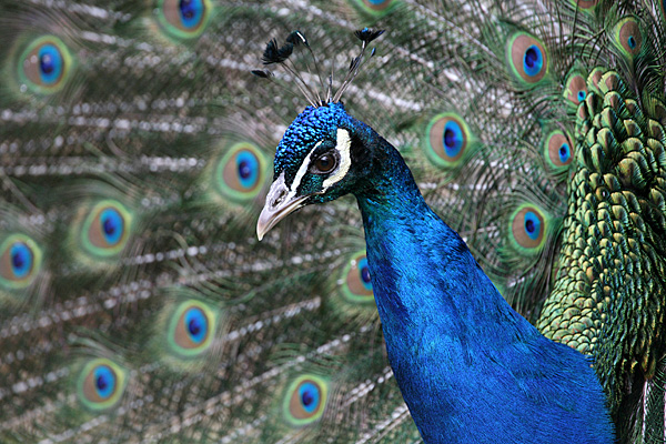 Blauer Pfau - Foto: © Martina Berg 