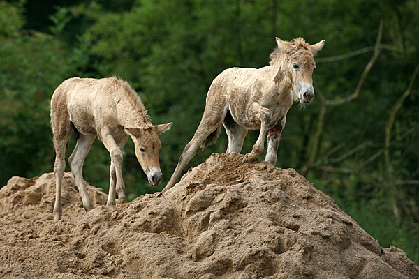 Przewalski-Pferde (Fohlen) - Foto: © Martina Berg 