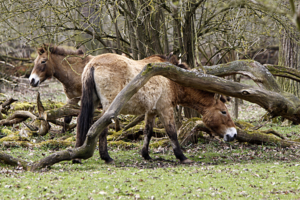 Przewalski-Pferde - Foto: © Martina Berg 