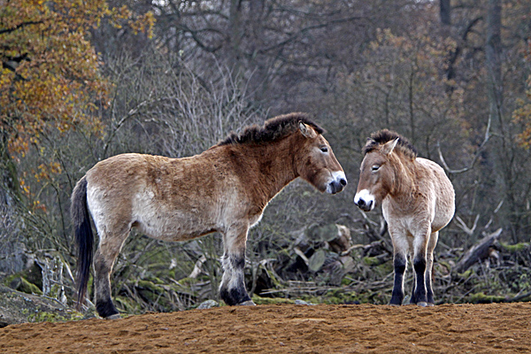 Przewalski-Pferde - Foto: © Martina Berg 