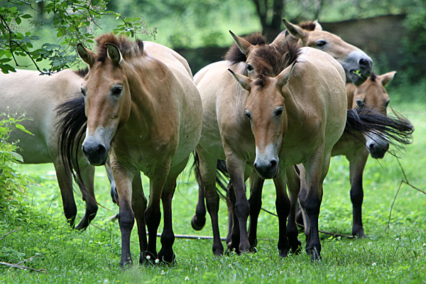 Przewalski-Pferde - Foto: © Martina Berg 