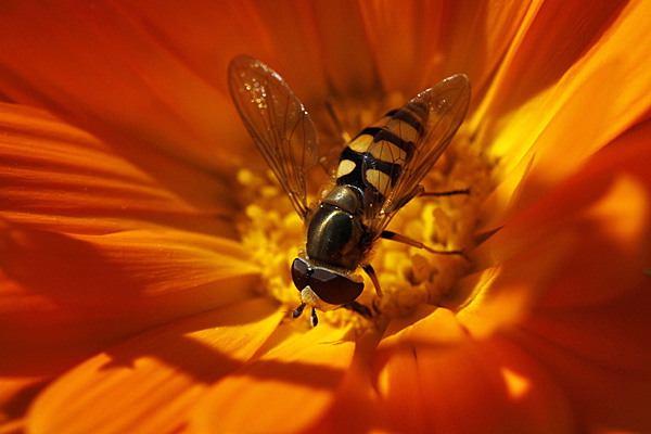 Sieht aus wie eine Wespe, ist aber eine Schwebfliege - Foto: © Martina Berg 
