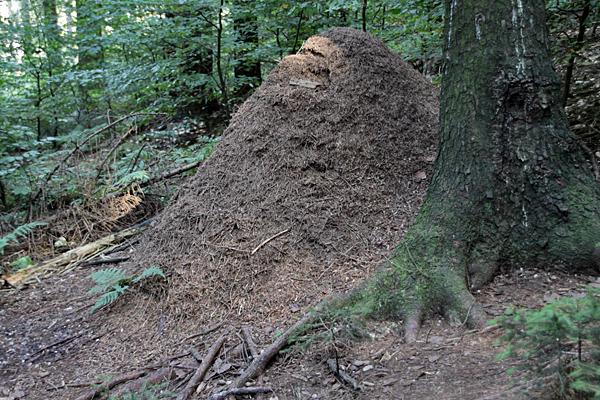 Nest der Kleinen Roten Waldameise - Foto: © Martina Berg 