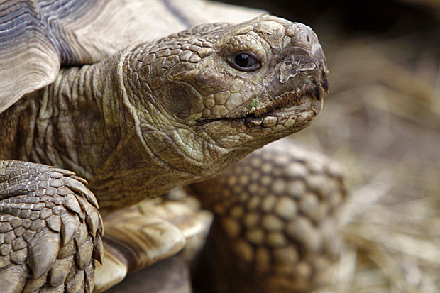 Spornschildkröte - Foto: © Martina Berg 