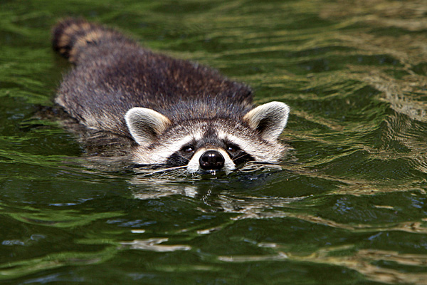 Waschbären sind sehr gute Schwimmer - Foto: © Martina Berg 