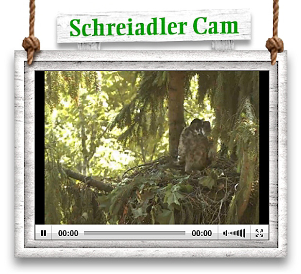 schreiadler-cam