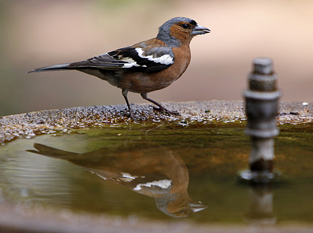 Buchfink an einer Vogeltränke - Foto: © Martina Berg 