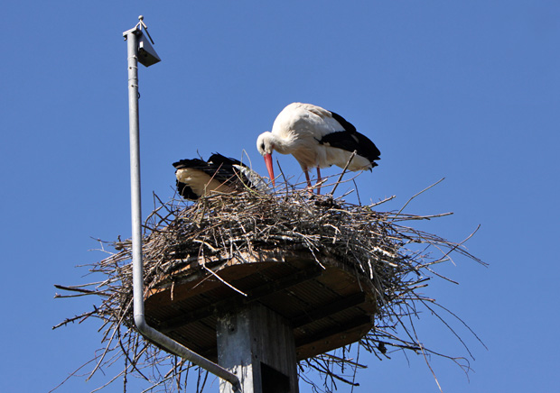 Nest mit Kamera - Foto: © Martina Berg 