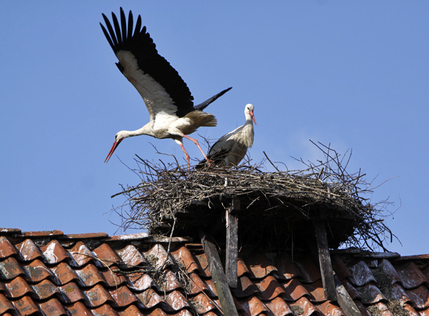 Und Abflug - Foto: © Martina Berg 