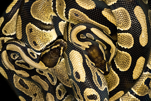 Königpythons - Foto: © Daniel Ehrhardt - Fotolia