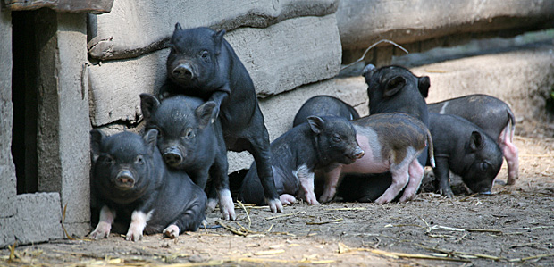 Schweinische Geschwister - Foto: © Martina Berg 