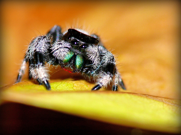 Springspinne - Foto: © M. Oldenburg