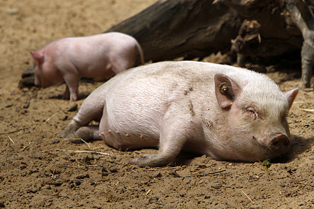 Diesem Schwein geht es saugut - Foto: © Martina Berg