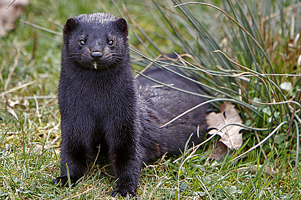 Mink, hält Ausschau nach einer Partnerin - Foto: © Martina Berg 