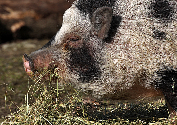 Erwachsenes Minischwein - Foto: © Martina Berg