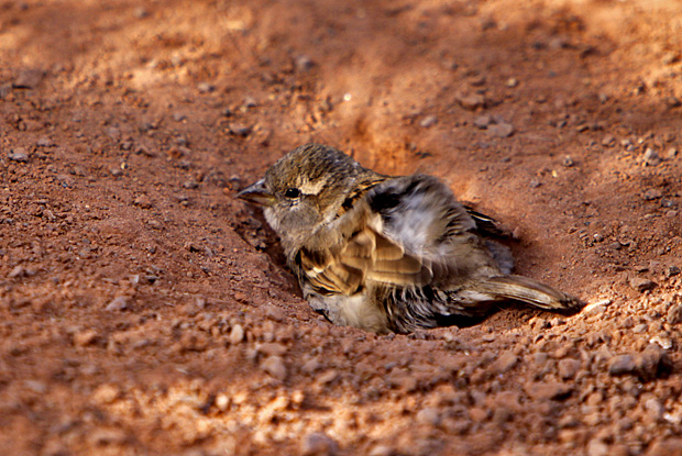 Spatz beim Sandbad - Foto: © Martina Berg 