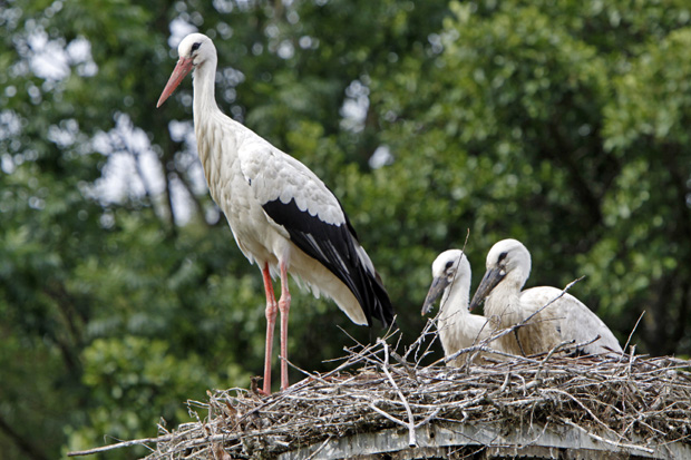 Mama oder Papa mit zwei Halbwüchsigen - Foto: © Martina Berg 