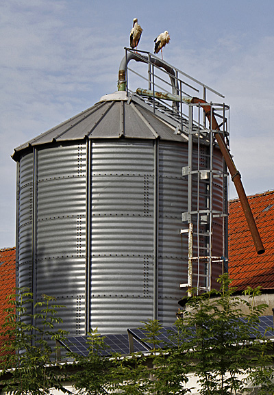 Silo mit Störchen - Foto: © Martina Berg 