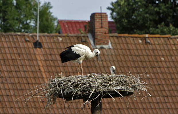 Storchennest vor einem Dach - Foto: © Martina Berg 