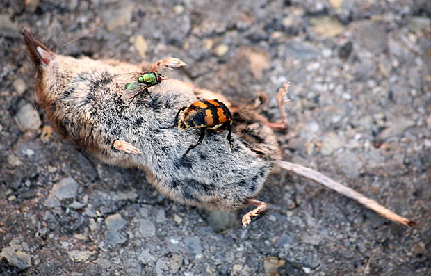 Schwarzhörniger Totengräber auf Spitzmauskadaver - Foto: © Martina Berg 