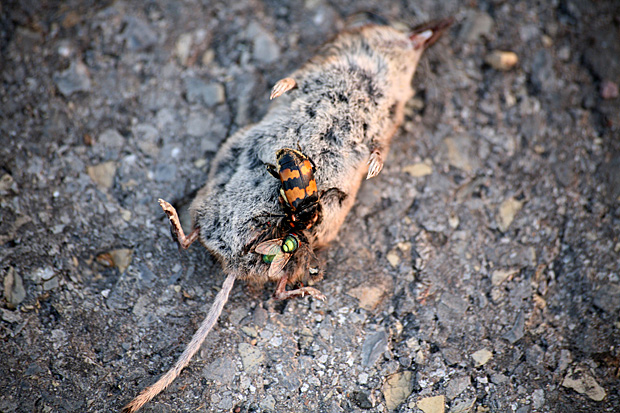 Totengräber und Schmeissfliege auf Spitzmauskadaver - Foto: © Martina Berg 