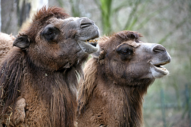 Trampeltiere - Foto: © Martina Berg 