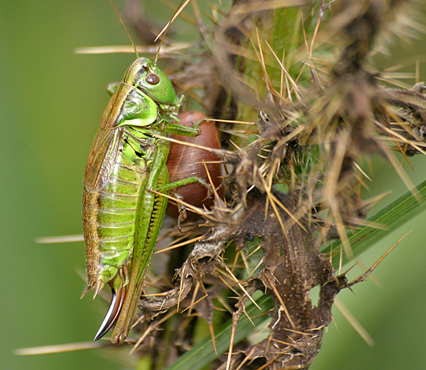 Eine weitere einheimische, harmlose Heuschreckenart: ein Warzenbeisser - Foto: © Martina Berg 