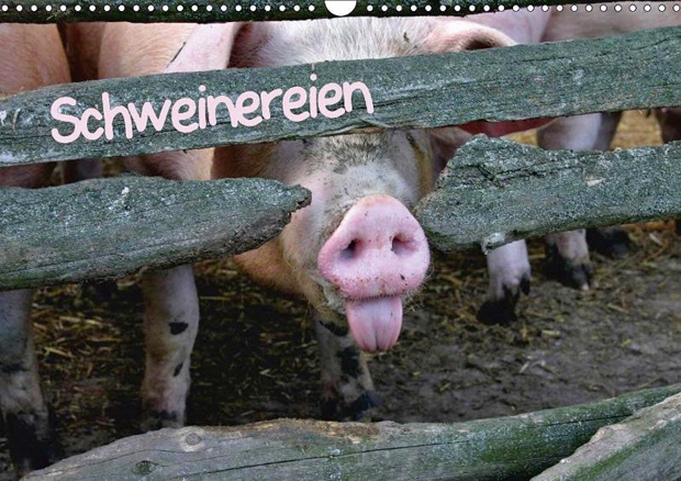 Schweinereien - Wand- und Tisch-Kalender 2015