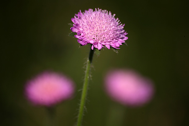 Acker-Witwenblume (Knautia arvensis) - Foto: © Martina Berg 