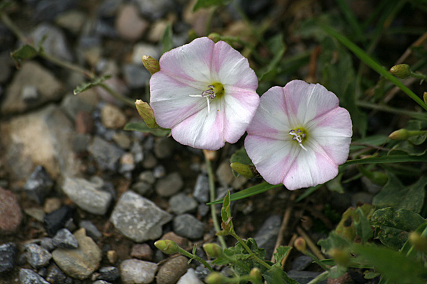 Ackerwinde (Convolvulus, arvensis) - Foto: © Martina Berg 