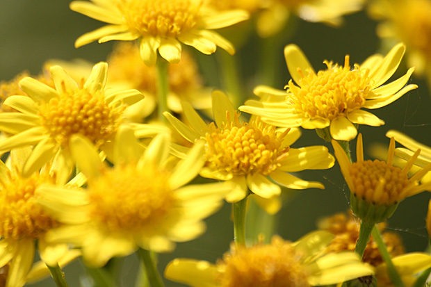 Ackerwucherblumen (Chrysanthemum segetum) - Foto: © Martina Berg 