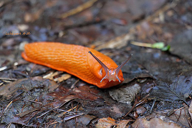 Wegschnecke - Foto: © Amelie Mailand