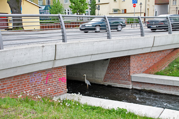 Graureiher unter einer Straßenbrücke in Brandenburg a.d. Havel - Foto: © Martina Berg 