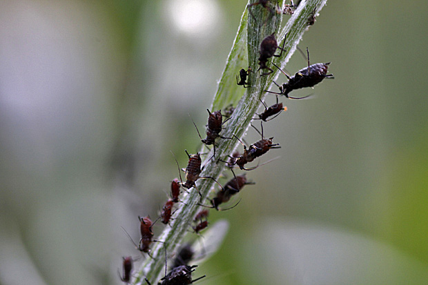 Schwarze Bohnenläuse auf einer Kohldistel - Foto: © Martina Berg 