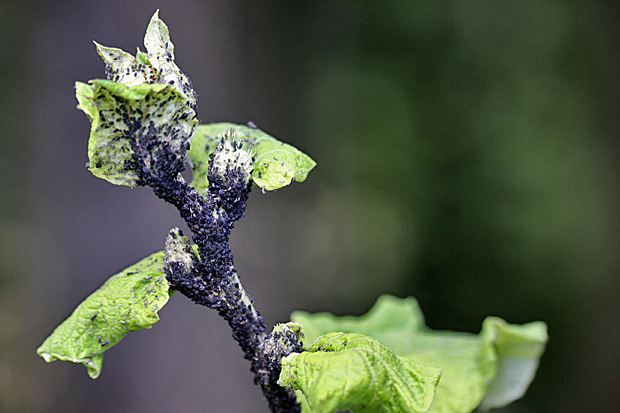 Schwarze Bohnenläuse auf einer Kohldistel - Foto: © Martina Berg 