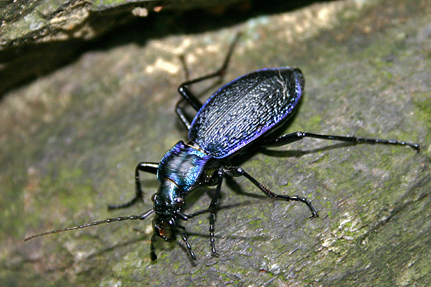 Blauviolette Waldlaufkäfer (Carabus problematicus) - Foto: © Martina Berg 